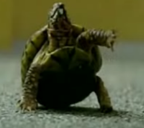 Turtle Trained to Perform Dog Tricks